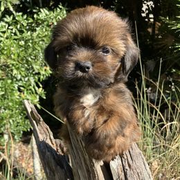 BIRTH SEPT 20 MB4 FLORIDA AKC MULTI CHAMPION ANCESTRY - Red male Lhasa Apso puppy in Bell, Florida from Maryann & Kandis