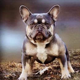 Briffy  - French Bulldog