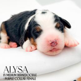 Alysa - Tri-color female Bernedoodle puppy in Tipton, Indiana from Country Creek Doodles
