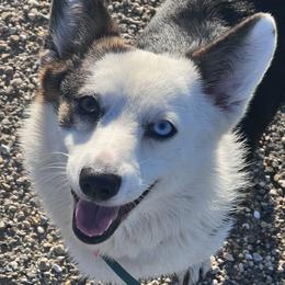 Tiana - Pembroke Welsh Corgi