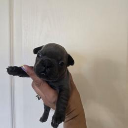 Bart Simpsons - Blue male French Bulldog puppy in Avondale, Arizona from Montes House of  Frenchies