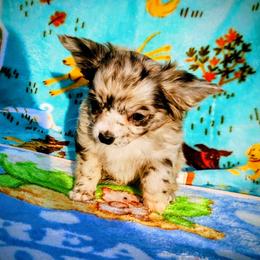Ivy - Merle female Chihuahua puppy in Chesapeake, Virginia from Elsbeth's Chihuahuas