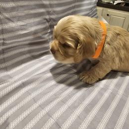 Cocker Spaniel Puppies from Brittian Kimbrell