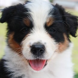 Australian Shepherd, Goldendoodle, and Poodle Puppies from 5AFarms
