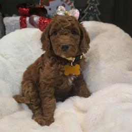 Merry - Red  female Goldendoodle puppy in Bristol, Tennessee from 4goldendoodles