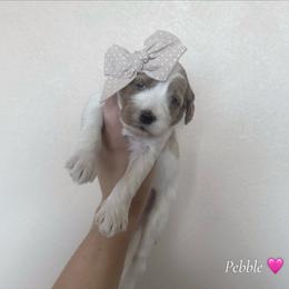 Pebble - Parti female Goldendoodle puppy in Crothersville, Indiana from Wischmeier’s Doodles