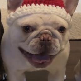 Casper - French Bulldog