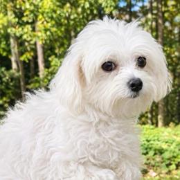Leslie - Maltese