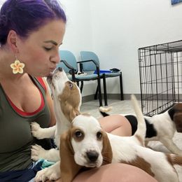 Basset Hound Puppies from Breeze Basset Hounds