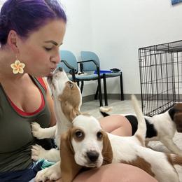 Basset Hound Puppies from Breeze Basset Hounds