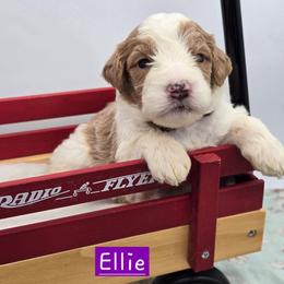 Ellie - Red female Bernedoodle puppy in Neillsville, Wisconsin from Granton Creek