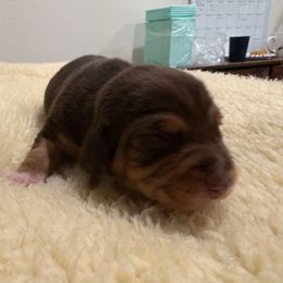 Pocket Beagle Chocolate Female - Brown white and tan female Beagle puppy in Gentry, Arkansas from HC Puppy Ranch