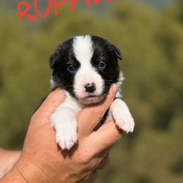 Ruffnut - Black and white female Border Collie puppy in Sanger, California from Flying M Cactus Ranch Buddies