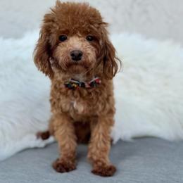 Boy 1 - Red  male Goldendoodle puppy in Davie, Florida from Daviegoldendoodles