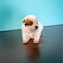 Brown collar - Red speckled male Australian Cattle Dog puppy in Spokane, Washington from 4D Cattle Dogs