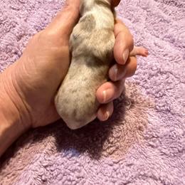 Tempest - Merle female Chihuahua puppy in Seneca, Missouri from Stephanie’s Puppy Colony