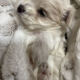 Maltese, Miniature Schnauzer, and Yorkshire Terrier Puppies from Sassy Yorkie , Mini Schnauzers , Maltese Love of Alabama
