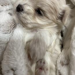 Maltese, Miniature Schnauzer, and Yorkshire Terrier Puppies from Sassy Yorkie , Mini Schnauzers , Maltese Love of Alabama