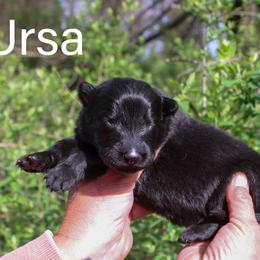 Ursa - Black female German Shepherd puppy in New York from Spitze German Shepherds