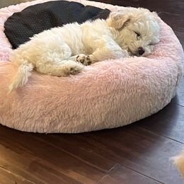 Bichon Frise Puppies from Heavenscent Bichons