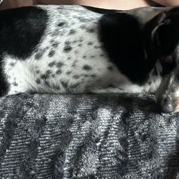 Dachshunds from New age doxies