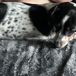 Dachshunds from New age doxies