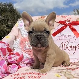 Kris - French Bulldog puppy in Titusville, Florida from Raptor Frenchies