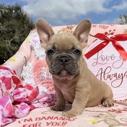Kris - French Bulldog puppy in Titusville, Florida from Raptor Frenchies