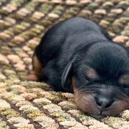 Girl 1 - Black and tan female Cavalier King Charles Spaniel puppy in Iowa from Pine Haven Cavaliers
