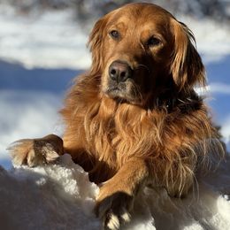 Beau - Golden Retriever