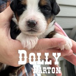 Bernese Mountain Dog Puppies from Faith and Family Farm