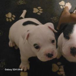 Jewel - White female American Bully puppy in Tyler, Texas from Big Momma'z Monsta Bullies (BMMB)