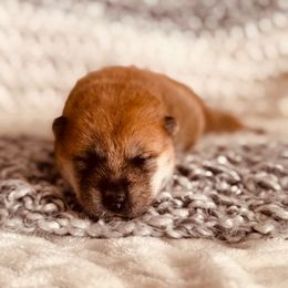 Candy - Red female Shiba Inu puppy in Trenton, Nebraska from Prairie Shibas