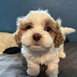 Cavapoo and Shihpoo Puppies from Haus of Doodles