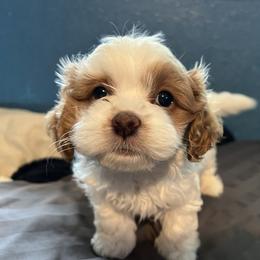 Cavapoo and Shihpoo Puppies from Haus of Doodles
