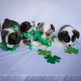 American Corgis and Pembroke Welsh Corgis from Cantu Corgis
