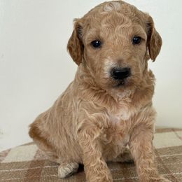 Jacks - Cream male Poodle puppy in Strasburg, Virginia from Darling Doodles Of Shenandoah Valley