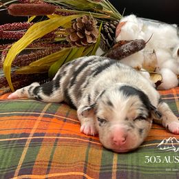 BMF - Blue merle female Australian Shepherd puppy in Thornton, Colorado from 303 Aussies