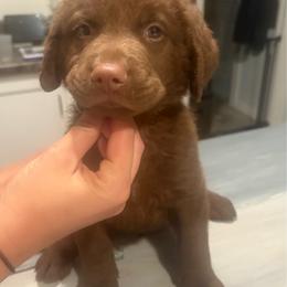 Orange Boy - Brown male Chesapeake Bay Retriever puppy in Riverview, Florida from Breezeswept Kennel