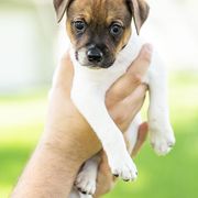 Egg - Sporty Mix puppy in Burnsville, Minnesota from Puzzle Dogs