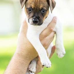 Egg - Sporty Mix puppy in Burnsville, Minnesota from Puzzle Dogs
