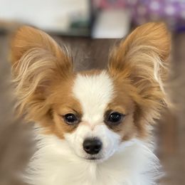 Remi - Papillon