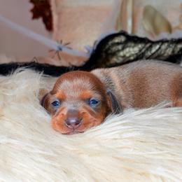 Plum - Sable female Dachshund puppy in Washburn, Tennessee from Clinch Mountain Dachshunds