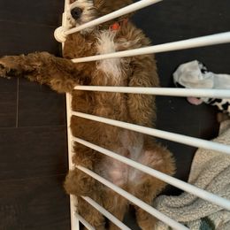 Bernedoodle Puppies from Palmetto Bernedoodles Boutique