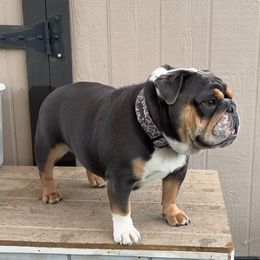 Milkshake - Bulldog