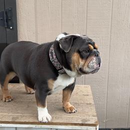 Milkshake - Bulldog
