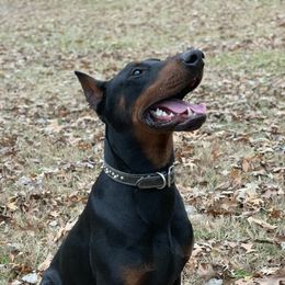 Duke - Doberman Pinscher