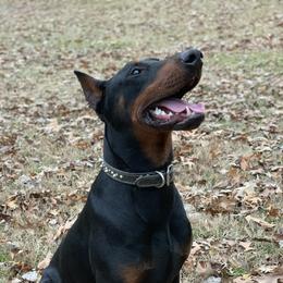 Duke - Doberman Pinscher