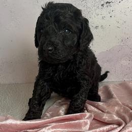 Lord Stirling - Black male Goldendoodle puppy in Stoughton, Wisconsin from Mandi's Doodles