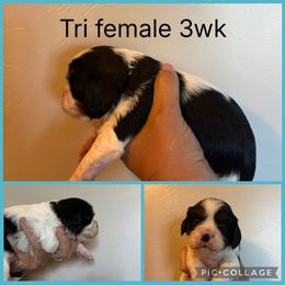 Tri female - Tri-color female Cavalier King Charles Spaniel puppy in Greenleaf, Wisconsin from Ledgetop Family Cavaliers